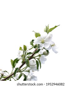 Branch Of Crabapple Tree With White Blooms With White Background. 