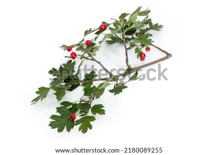 Branch of the Crataegus, also known as hawthorn with ripe red fruits and green leaves on a white background
