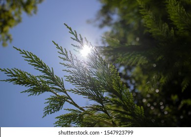branch cupressocyparis Leylandii green background. Blue sky in the background