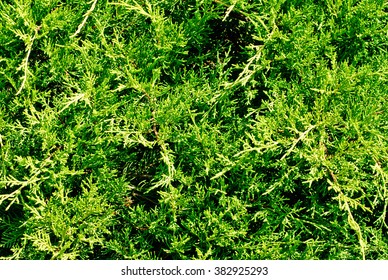 branch cupressocyparis Leylandii green background