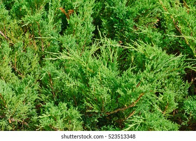 branch cupressocyparis Leylandii green background