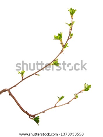 Similar – Buds sprout from the branch