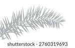 branch of a  date palm tree,  Palm Leaf Shadow Overlay, a palm leaf on a transparent background