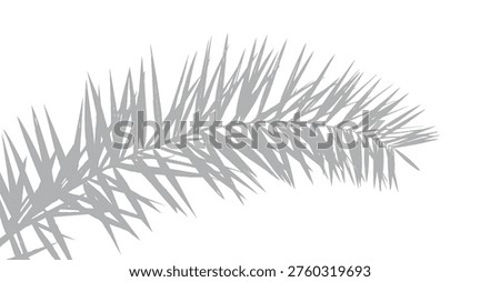 branch of a  date palm tree,  Palm Leaf Shadow Overlay, a palm leaf on a transparent background