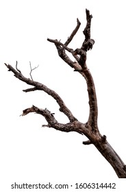 158,479 Dead tree branches Images, Stock Photos & Vectors | Shutterstock