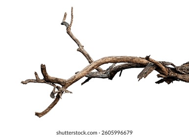 Branch of dead tree with clipping path isolated on white background. Dry wooden from the forest.