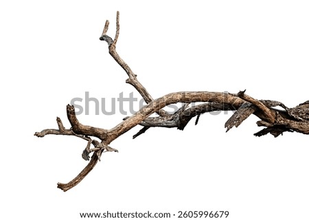 Branch of dead tree with clipping path isolated on white background. Dry wooden from the forest.