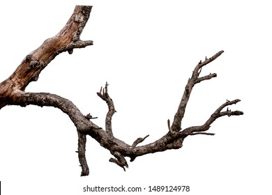 Branch Dead Tree Isolated On White Stock Photo 1489124978 | Shutterstock