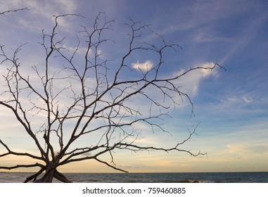 Branch of dead tree laying down on the beach, taken in twilight.