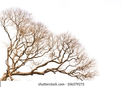 Branch Of Dead Tree On White Background