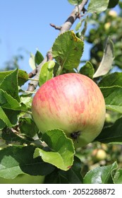 A Branch With A Delicious Topaz Apple