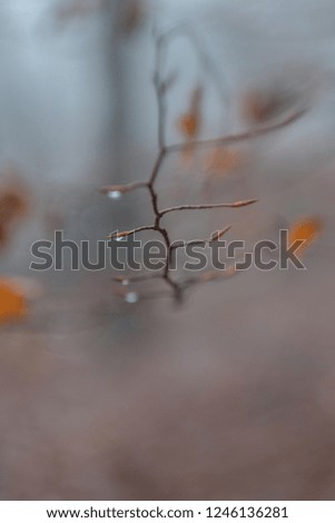 Similar – Nahaufnahme von kleinen, runden und roten Rosen-Hundefrüchten im Winter