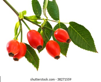 Branch Of Dog Rose With Hips, Isolated On White