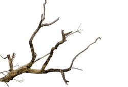 Branch Of Dry Tree Isolated With White Background
