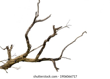 Branch of dry tree isolated with white background - Powered by Shutterstock