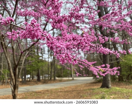 Branch of Eastern Redbud tree