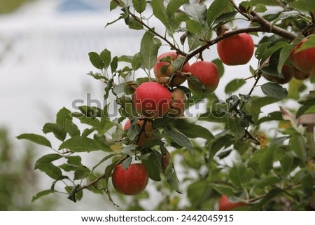 A branch of an Espalier Apple Tree laden with a multitude of ripening Fuji apples in the summer in Trevor, Wisconsin, USA