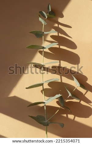 Branch of eucalyptus on beige background in rays of morning sun. Close-up, top view.