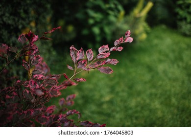 Branch Of European Purple Beech In Garden