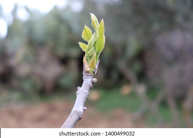A branch of a fig tree with green leaves