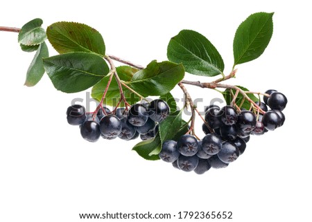 Branch filled with aronia berries. Aronia melanocarpa (black chokeberry) on white background. 