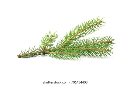 Branch Of Fir Tree On White Background