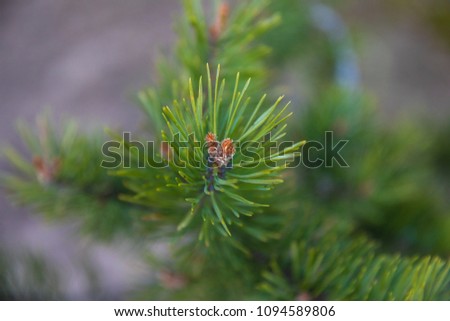 branch fir-tree green or pine
