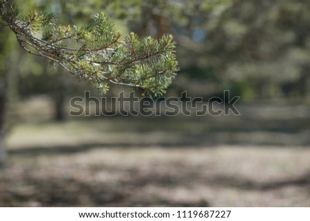 branch fir-tree green or pine