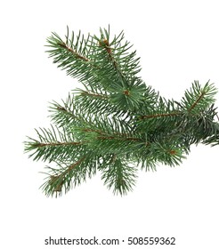 branch of fir-tree is isolated on a white background closeup