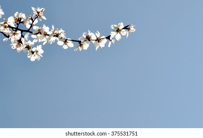 Branch of flower blossoming in Spring time in China with clear sky as background.