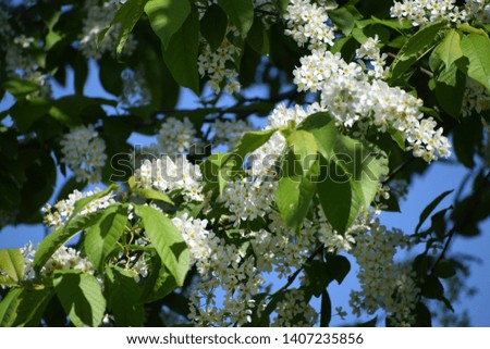 Similar – Foto Bild Frühlingsblüten Blüte