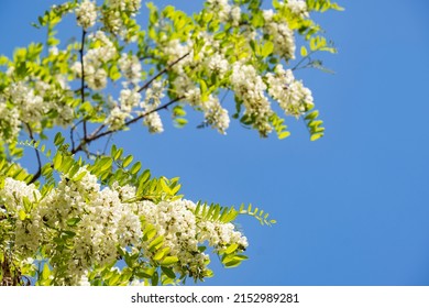 A branch of flowering acacia against the blue sky. Beautiful white acacia. White acacia flowers are a strong honey plant.