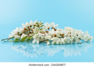 A branch of flowering acacia against the blue background. Beautiful white acacia. White acacia flowers are a strong honey plant.