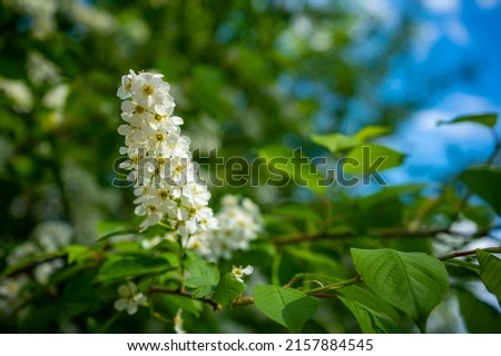 Branch of flowering bird cherry in white flowers on a spring sunny day. High quality photo