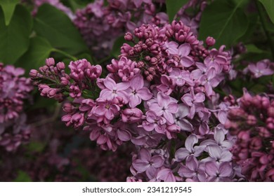 Branch of flowering  bush of violet buds of common lilac in the background of green leaves - Shutterstock ID 2341219545