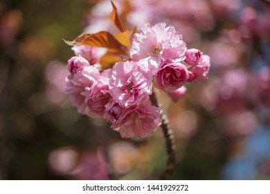 A branch of flowering peach in the garden