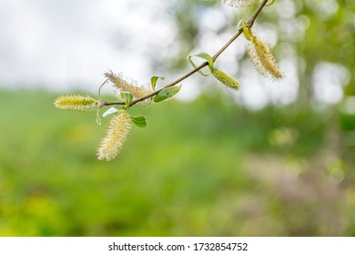 Salix Alba Tristis Hd Stock Images Shutterstock