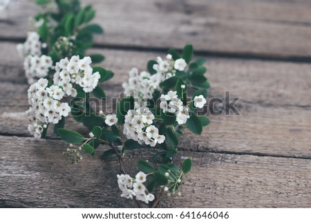 Branch of flowering spiraea on a wooden background