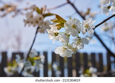 A Branch Of A Flowering Tree In A Garden Or Forest. Spring Revival Of Nature.