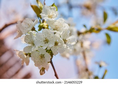 A Branch Of A Flowering Tree In A Garden Or Forest. Spring Revival Of Nature.