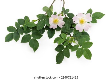 Branch of the flowering wild dog-rose with light pink flowers, leaves and flower buds on a light background close-up  - Shutterstock ID 2149721415