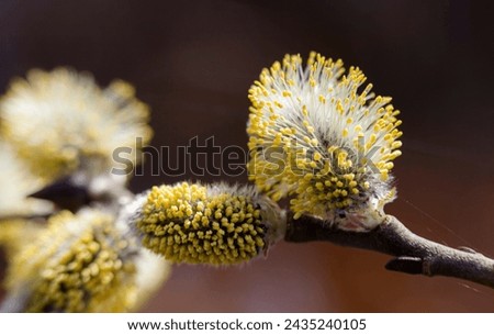 A branch of flowering willow on a dark spring background. Fluffy yellow flowers on a brown twig. Macro shot. Horizontal