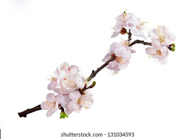 Branch with flowers of an apricot isolated on white background