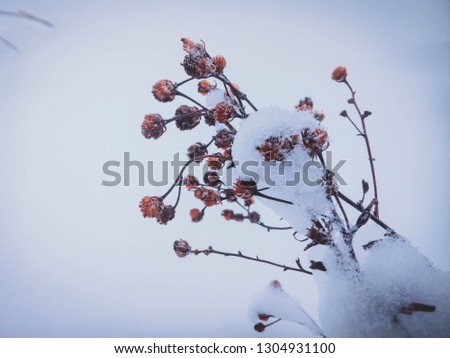 Similar – Image, Stock Photo Last fruits Environment