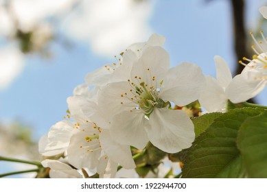 Soft White Flowering Crabapple Tree In Spring High Res Stock Images Shutterstock Soft White Flowering Crabapple Tree In Spring High Res Stock Images Shutterstock