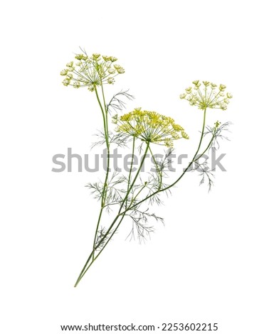 Branch of fresh green dill herb leaves isolated on white background.  Flowering plant dill.  