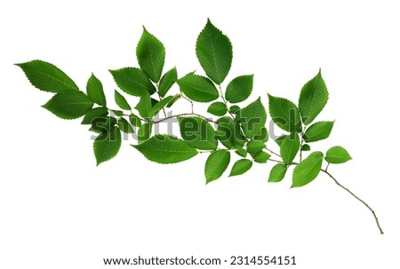 Branch of fresh green elm-tree leaves isolated on white 
