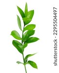 Branch of fresh green Ruscus leaves isolated on white background, florists foliage