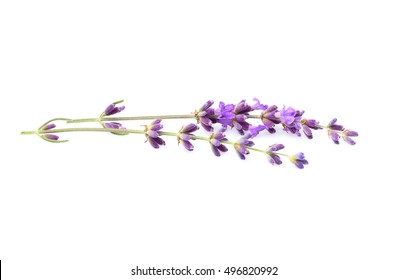 Branch Of Fresh Lavender Isolated On A White Background.