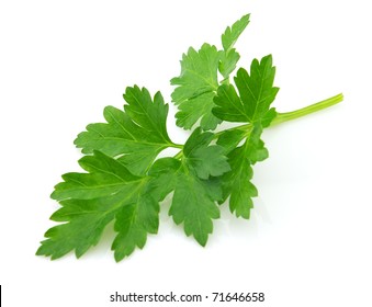 Branch Of Fresh Parsley